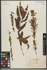 Foto von Salix triandra L. x Salix viminalis L.